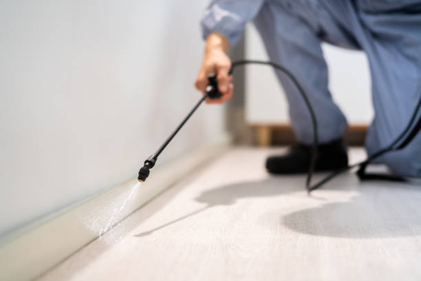 Certified termite inspector examining foundation in Lyndhurst